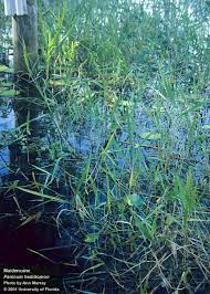 Image result for Panicum funaense
