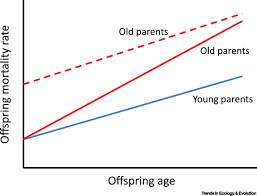 Maybe you would like to learn more about one of these? Intergenerational Transfer Of Ageing Parental Age And Offspring Lifespan Trends In Ecology Evolution