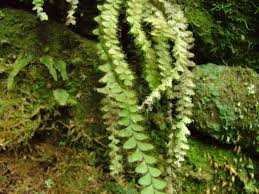 Image result for Grammitis cryptophlebia