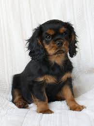 Black Tan Cavalier King Charles Spaniel Puppy King Charles Cavalier Spaniel Puppy King Charles Dog Spaniel Puppies