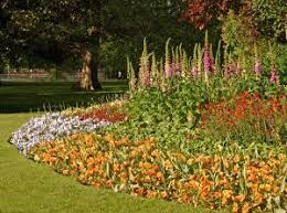 Check spelling or type a new query. Common Foxglove Digitalis Purpurea Wisconsin Horticulture