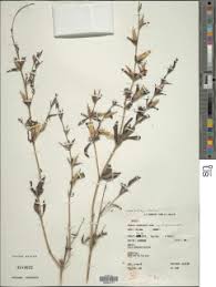 Image result for Blepharis dunensis