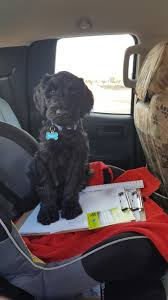 Check spelling or type a new query. Giant Schnauzer Standard Poodle Giant Schnoodle 9 Weeks Crosby Giant Schnauzer Schnoodle Standard Poodle