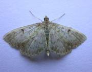 Image result for Anania perlucidalis