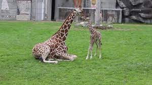 The Touching Moment A Baby Giraffe Bonded With His Mother Abc News