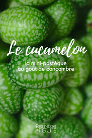 Le Cucamelon Une Mini Pasteque Au Gout De Concombre Concombre Pasteque Semis Concombre
