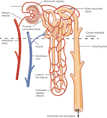 Blood vessels of the kidney. 25 2 Microscopic Anatomy Of The Kidney Anatomy Of The Nephron Anatomy Physiology