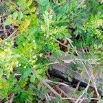 Image result for Harrisonia abyssinica