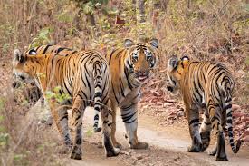 Tiger Safari Near Mumbai - Jungle Buddies