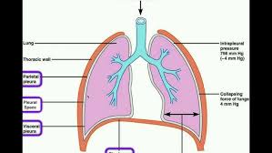 This will be useful if you plan to enter a healthcare. Anatomy Major Organs Abdominopelvic Quadrants Regions Youtube