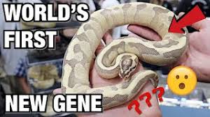 Enter a location to see results close by. King Snakes For Sale King Snake California King Snake