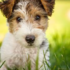 It requires consistent training and may challenge authority on occasion. Daily Dose November 2 2017 Puppy Pose Wire Fox Terrier Puppy Cleo 2017 C Barbara O Brien Photo Wire Fox Terrier Puppies Fox Terrier Puppy Fox Terrier