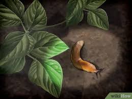 Are slugs good for anything? 6 Easy Ways To Does Salt Kill Slugs Wikihow