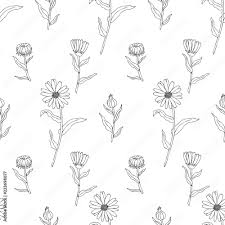 Simple, floral, cute, modern, vintage and more. Seamless Floral Pattern Calendula Flower Isolated On White Background Botanical Hand Drawn Doodle Vector Illustration Marigold For Design Package Tea Cosmetic Greeting Card Wedding Invitation Stock Vector Adobe Stock