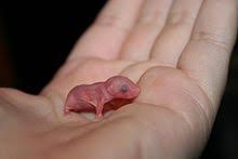 House Mouse Wikipedia