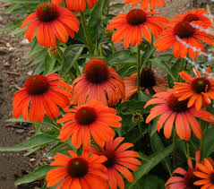 Ask @juliaorange9 ask julia orange a question now. Echinacea Julia Coneflower