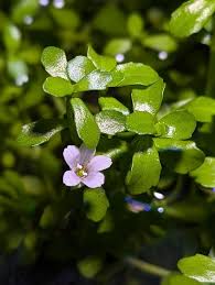 Image result for Rotala myriophylloides