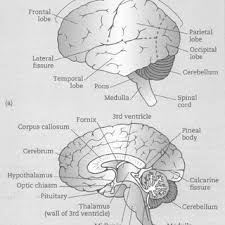 Brain anatomy, students read a passage about how scientists have learned about brain structure and function, and then the midsagittal section is the most frequently depicted view. 2 The Human Brain A Lateral View B View Of Midsagittal Section Download Scientific Diagram