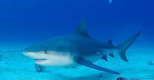 It gives you double damage and health for 60 seconds. Divers Guide To Marine Life Bull Shark Carcharhinus Leucas Scuba Diving