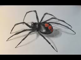 Black widow outfit black widow costume black widow movie black widow marvel movie black spider web drawing spider art pet spider black widow spider tattoo. Drawing Demo Juvenile Black Widow Spider F H B Coloured Pencils Youtube