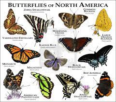 Butterflies Of North America Art Fine Art Print Butterfly Species Butterfly Identification Butterfly