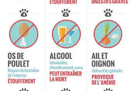 Aliments Toxiques Chien Alimentation Chien Nourriture Chien Chien