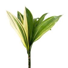 Image result for Aspidistra