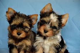 Aug 01, 2020 · our very rare parti yorkies are $1,000 each. Merle Biro Parti Yorkshire Terrier For Sale Uk Kennel From Buckmar Uk Posts Facebook