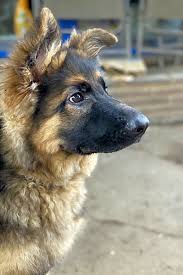 To begin the adoption process, please complete the adoption form at the bottom of this page. Want To Adopt A Pet Here Are 5 Precious Puppies To Adopt Now In