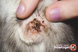 Kemudian getaran membuat cairan di rumah siput bergerak sehingga pergerakan cairan merangsang berbagai reseptor rambut di koklea (rumah siput) dan sel rambut. Kucing Itu Menjilati Obat Untuk Kutu Telinga Persiapan Dari Tungau Telinga