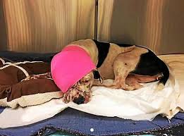 Man, dog shot during Middletown home invasion try