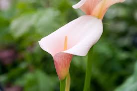 Image result for Zantedeschia