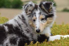 Free Image On Pixabay Dog Pup Shepherd Shetland Collie Puppies Border Collie Puppies Border Collie