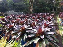 Image result for Alcantarea