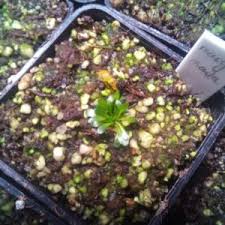 Image result for Genlisea africana