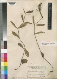 Image result for Neuracanthus decorus