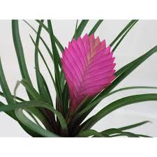 Merhabalar evet herkes kılıç çiçeğinin çiçek açtığını bilmez. Tillandsia Cicegi Hava Bitkisi Air Plant Mor Cicek Acar