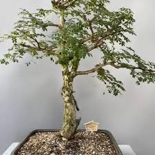 Image result for Acacia burkei