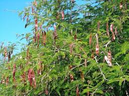 Image result for Justicia nyassana