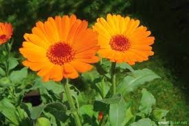 Ringelblumensalbe Selber Machen So Einfach Geht S Calendula Salbe Heilpflanzen Ringelblumensalbe Selber Machen