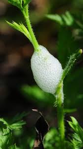 Notice fuzzy white stuff on your plants or plant stems? White Frothy Stuff And Bugs On Olive Tree Mumsnet