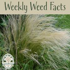 Image result for Eragrostis echinochloidea