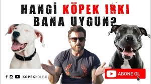 hangi kopek irki bana uygun youtube