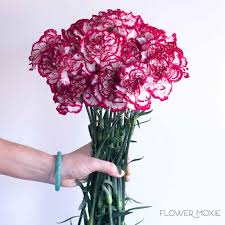 Red and white filler flowers. Burgundy Olympia Carnations Bulk Fresh Diy Wedding Flowers Flower Moxie