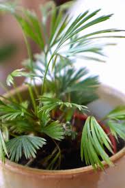 Image result for Actiniopteris semiflabellata