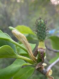 Image result for Massularia acuminata
