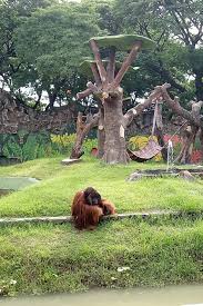 Martias db21 gambar mewarnai kebun binatang. 31 Pemandangan Kebun Binatang Gambar Pemandangan Keren
