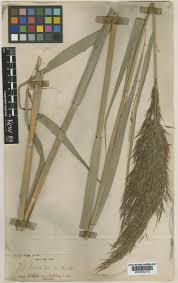 Image result for Phragmites karka