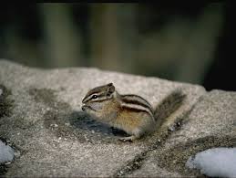 Chipmunks And Squirrels Of The Rocky Mountains Squirrel Chipmunks Animals Friends