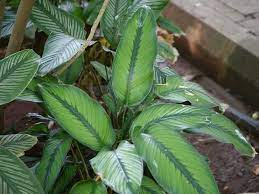 How To Care For Calathea Ornata Or The Pinstripe Plant Learn How To Care For Calathea Ornata Plants Calathea Plant Plant Care